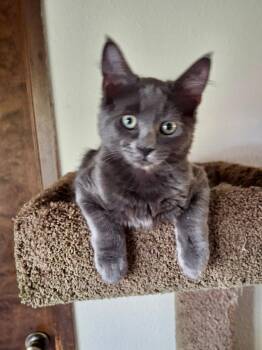 Macy Gray -  Domestic Short Hair Cat for Adoption in Pasco, Washington - Macy Gray | PetCurious