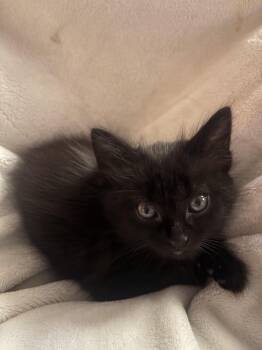 Gutter -  Domestic Short Hair Cat Available for Adoption in Columbia, South Carolina - Gutter | PetCurious