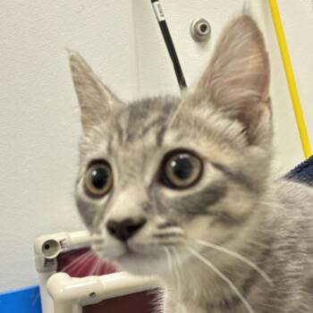 71514 -  Domestic Short Hair Cat for Adoption in Harrisonburg, Virginia - 71514 | PetCurious