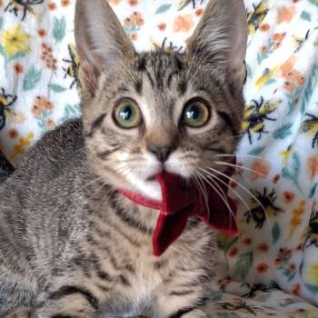 Wren -  Domestic Short Hair and Tabby Cat for Adoption in Yorba Linda, California - Wren | PetCurious