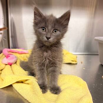 Rescue Domestic Medium Hair Cats for Adoption in Los Angeles, California - Fang | PetCurious