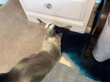 Siamese Cats Available for Adoption - Zeus | PetCurious