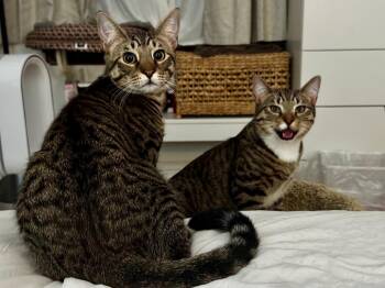 Rescue Domestic Short Hair Cats for Adoption in New York, New York - TRACKER & SCOUT | PetCurious