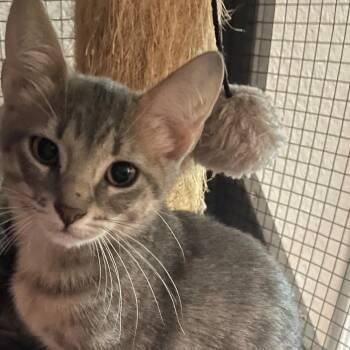 Leila 26-07-027 -  Domestic Short Hair Cat for Adoption in Bastrop, Texas - Leila 26-07-027 | PetCurious