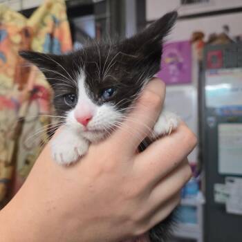 Domestic Short Hair Cats Available for Adoption in Leander, Texas - Purrsilla | PetCurious