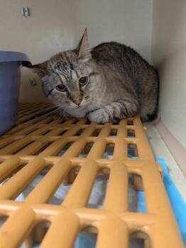 Domestic Short Hair Cats Available for Adoption in Blue Earth, Minnesota - Titus | PetCurious