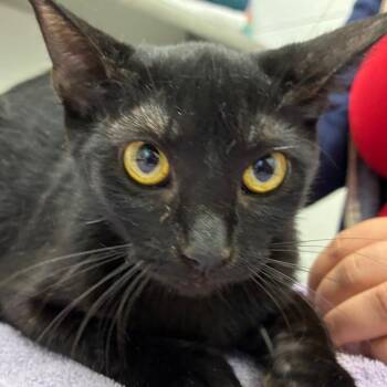 Miller -  Domestic Short Hair Cat for Adoption in Corpus Christi, Texas - Miller | PetCurious