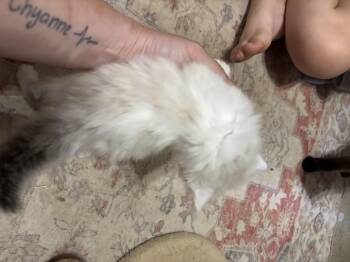 Suki -  Siamese Cat for Adoption in Randolph, Alabama - Suki | PetCurious