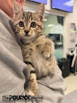 Lil Screm -  Domestic Short Hair Cat for Adoption in Liberty Lake, Washington - Lil Screm | PetCurious