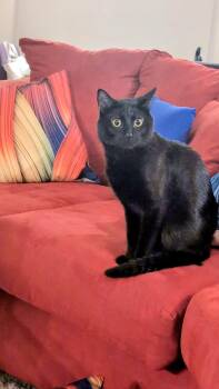 Onyx -  Domestic Short Hair Cat for Adoption in Denver, Colorado - Onyx | PetCurious