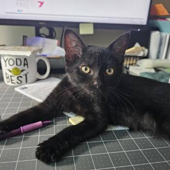 Salem C11713 -  Domestic Short Hair Cat for Adoption - Salem C11713 | PetCurious