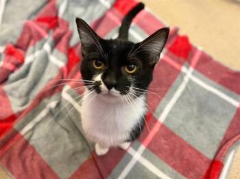 Rescue Domestic Short Hair Cats for Adoption in Fort Wayne, Indiana - TUX | PetCurious