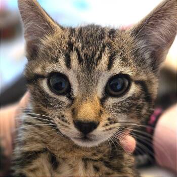 Bajablast (pink) -  Domestic Short Hair Cat for Adoption in Keizer, Oregon - Bajablast (pink) | PetCurious