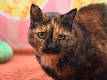 Domestic Short Hair Cats Available for Adoption - Buttons | PetCurious