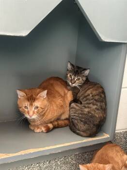 Domestic Short Hair Cats Available for Adoption in Boston, Massachusetts - TIGER | PetCurious