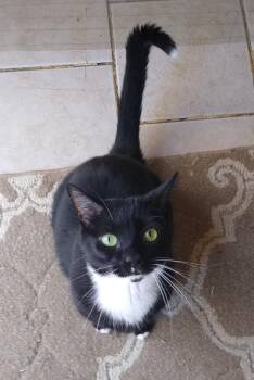 Target - CP -  Domestic Short Hair Cat for Adoption in New Baltimore, Michigan - Target - CP | PetCurious
