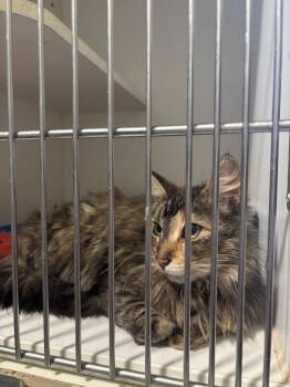 Mama Jumbo -  Domestic Long Hair Cat for Adoption in Thompson Falls, Montana - Mama Jumbo | PetCurious
