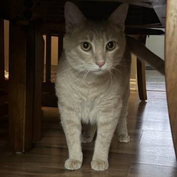 Domestic Short Hair Cats Available for Adoption in Lynchburg, Virginia - Damon | PetCurious