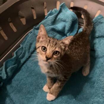 Watermelon -  Tabby and Domestic Short Hair Cat for Adoption in Columbia, South Carolina - Watermelon | PetCurious