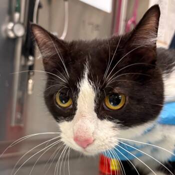 Rescue Domestic Short Hair Cats for Adoption in Pittsburgh, Pennsylvania - Lorde | PetCurious