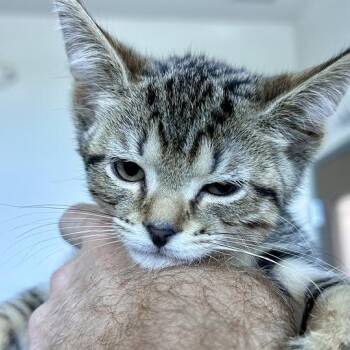 Bashful -  Domestic Short Hair Cat for Adoption in Matteson, Illinois - Bashful | PetCurious