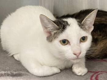 TORTILLA -  Domestic Short Hair Cat for Adoption in Tustin, California - TORTILLA | PetCurious
