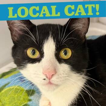 LOCAL CAT, Yankee Doodle -  Domestic Short Hair Cat for Adoption in Scituate, Rhode Island - LOCAL CAT, Yankee Doodle | PetCurious