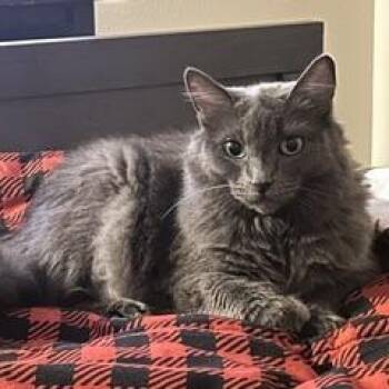Midnight -  Domestic Long Hair Cat for Adoption in San Jacinto, California - Midnight | PetCurious