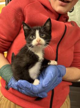 Rescue Domestic Medium Hair Cats for Adoption in Hudson, New York - Rhodes | PetCurious