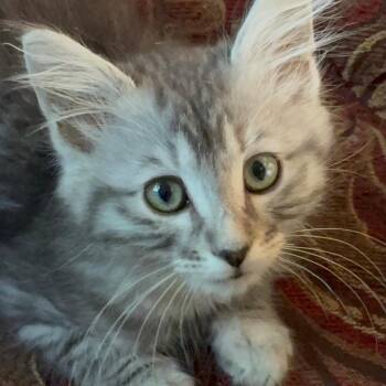 Quincy -  Domestic Medium Hair Cat for Adoption in Pleasanton, California - Quincy | PetCurious