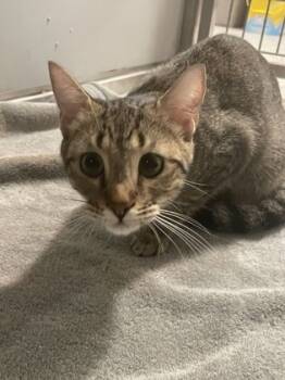 Rescue Domestic Short Hair Cats for Adoption in Atlanta, Georgia - Shannon | PetCurious