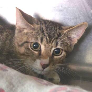 Dr Pepper -  Domestic Short Hair Cat for Adoption in Lakeland, Florida - Dr Pepper | PetCurious