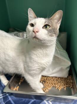 Rescue Domestic Medium Hair Cats for Adoption in Juneau, Alaska - Leo | PetCurious