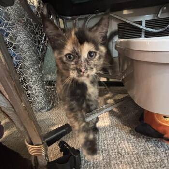 Rescue Domestic Short Hair Cats for Adoption in Byron Center, Michigan - Sazón | PetCurious