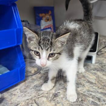 Mayan 060405U -  Domestic Short Hair Cat for Adoption in Tupelo, Mississippi - Mayan 060405U | PetCurious