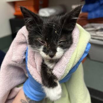 Salem -  Domestic Short Hair Cat for Adoption in Harrisonburg, Virginia - Salem | PetCurious