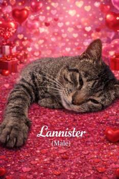 Domestic Short Hair Cats Available for Adoption - Lannister | PetCurious