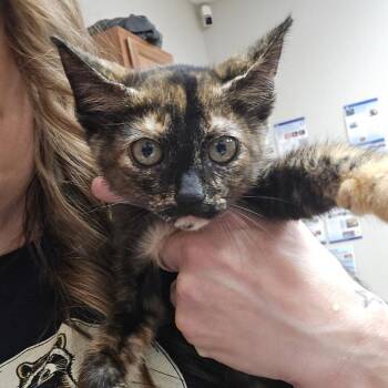 Gin - 052305U -  Domestic Short Hair Cat for Adoption in Tupelo, Mississippi - Gin - 052305U | PetCurious