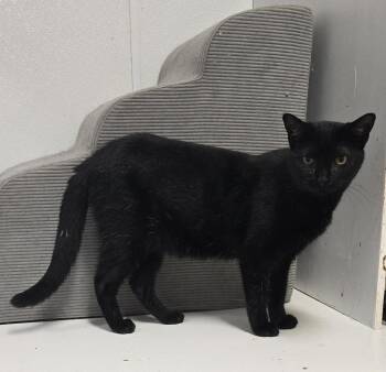 JoJo -  Domestic Short Hair Cat for Adoption in Franklin Township, New Jersey - JoJo | PetCurious