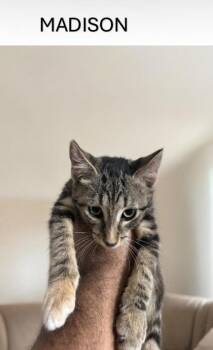 Madison -  Domestic Short Hair Cat for Adoption in Fort Worth, Texas - Madison | PetCurious