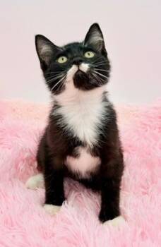 Doodle -  Domestic Short Hair Cat for Adoption in Covington, Louisiana - Doodle | PetCurious