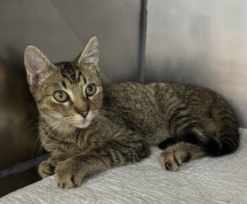 Rescue Domestic Short Hair Cats for Adoption in Mount Vernon, Ohio - Dewey | PetCurious