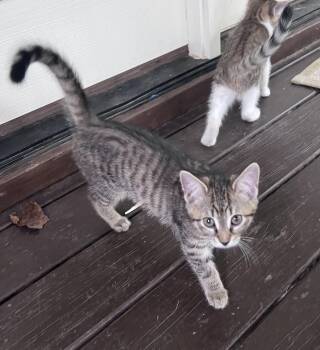 Piglet -  Domestic Short Hair Cat for Adoption in Pittsboro, North Carolina - Piglet | PetCurious
