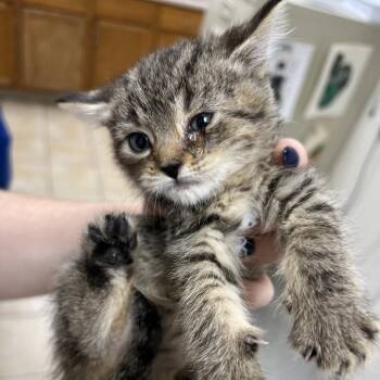 Rescue Domestic Short Hair Cats for Adoption in Pekin, Illinois - Darts | PetCurious