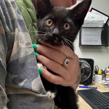 Dozer -  Domestic Short Hair Cat for Adoption in Starkville, Mississippi - Dozer | PetCurious