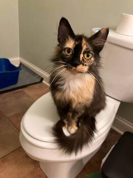 Doris -  Domestic Long Hair Cat for Adoption in Reynoldsburg, Ohio - Doris | PetCurious
