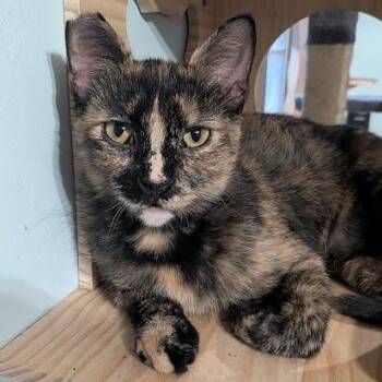 Emma -  Domestic Short Hair Cat for Adoption in Owatonna, Minnesota - Emma | PetCurious