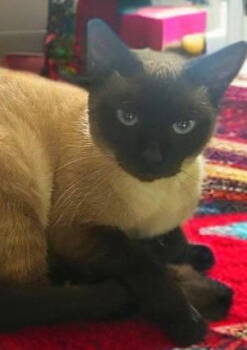 Rescue Siamese and Domestic Short Hair Cats for Adoption in Palo Alto, California - Cinnamon | PetCurious