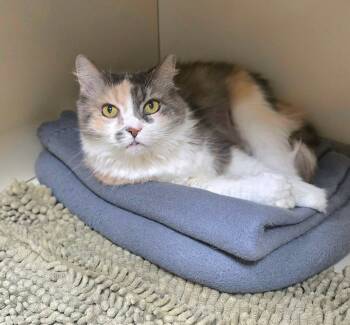 Cherry Blossom -  Domestic Long Hair Cat for Adoption in New Castle, Pennsylvania - Cherry Blossom | PetCurious