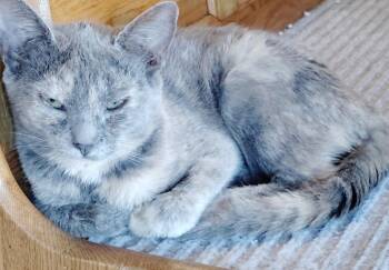 Pepper -  Domestic Short Hair Cat for Adoption in San Jacinto, California - Pepper | PetCurious